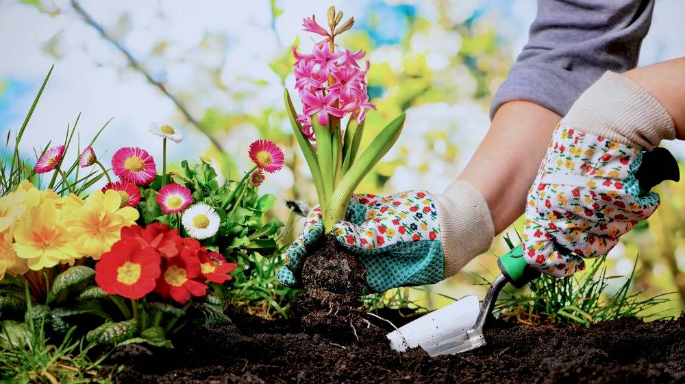 Gardening Reduces Stress, Boosts Wellbeing: Royal Horticultural Society